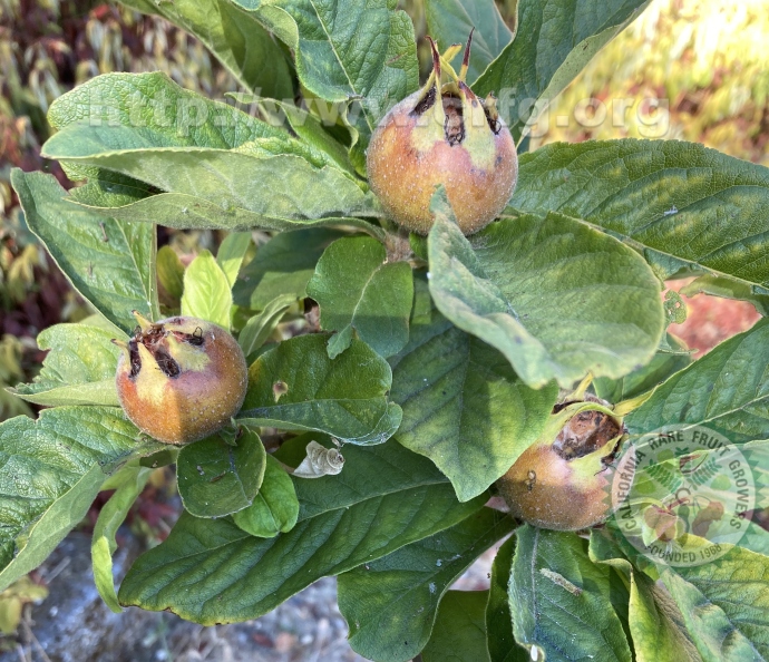 Medlars (Mespilus germanica)