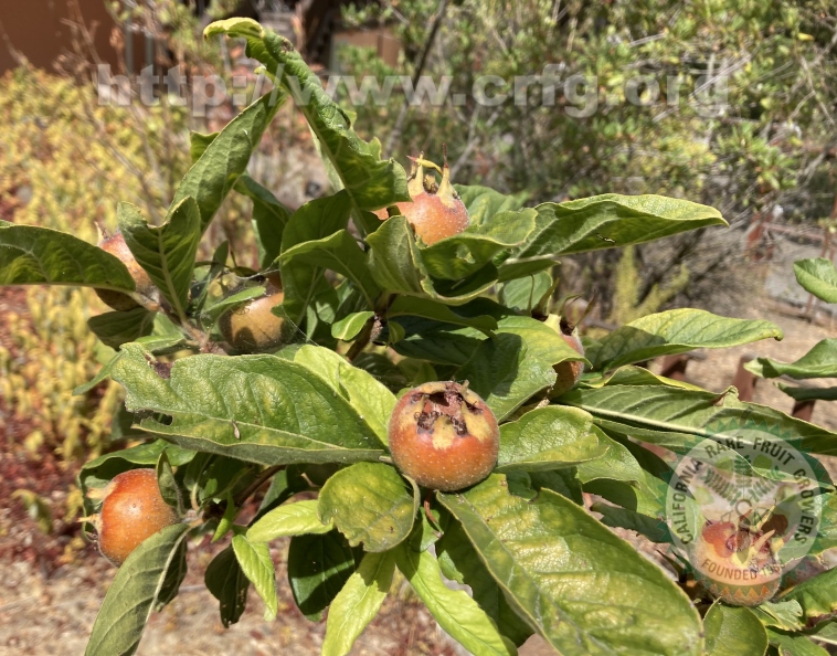 Medlars (Mespilus germanica)