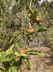 Medlars (Mespilus germanica)