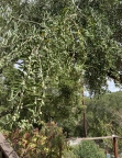 Olives