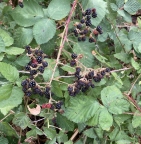 Blackberries