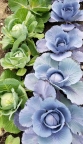 Cabbage