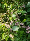Highbush Blueberries