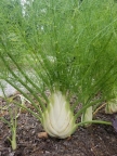 Fennel