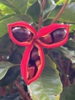 Chinese Chestnut 