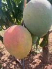 'Golden Glow' Mango