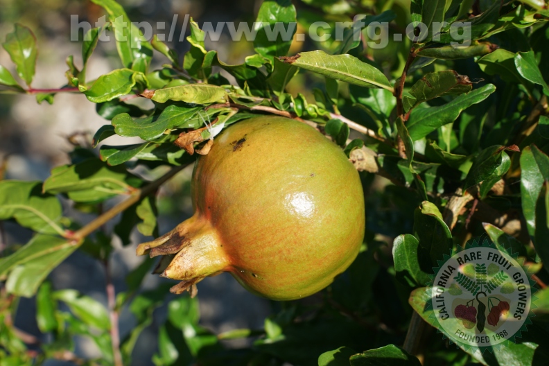Eversweet Pomegranate