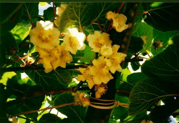 T02_Kiwi blossom_Isabel Barkman