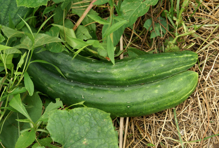 Double Cucumber