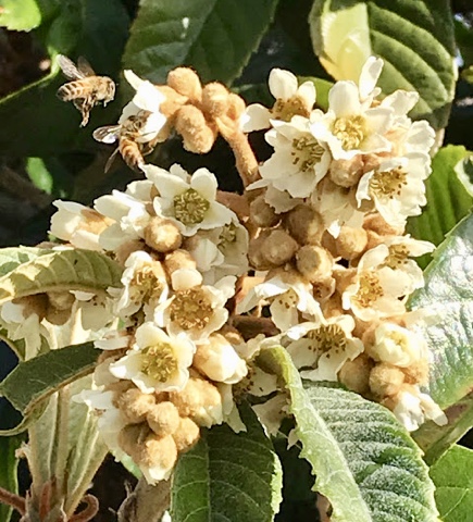 Honeybees and Loquat Blossoms.jpg