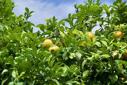 Bitter Orange Tree