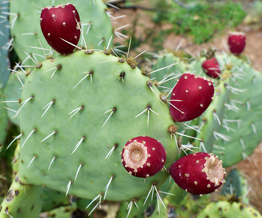 Desert Prickly Pear